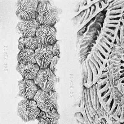 Intercellular No.2, Deborah McColl. Drawing