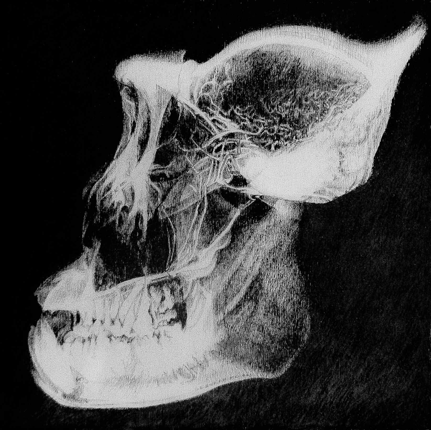 Ape Skull xray, Deborah McColl.