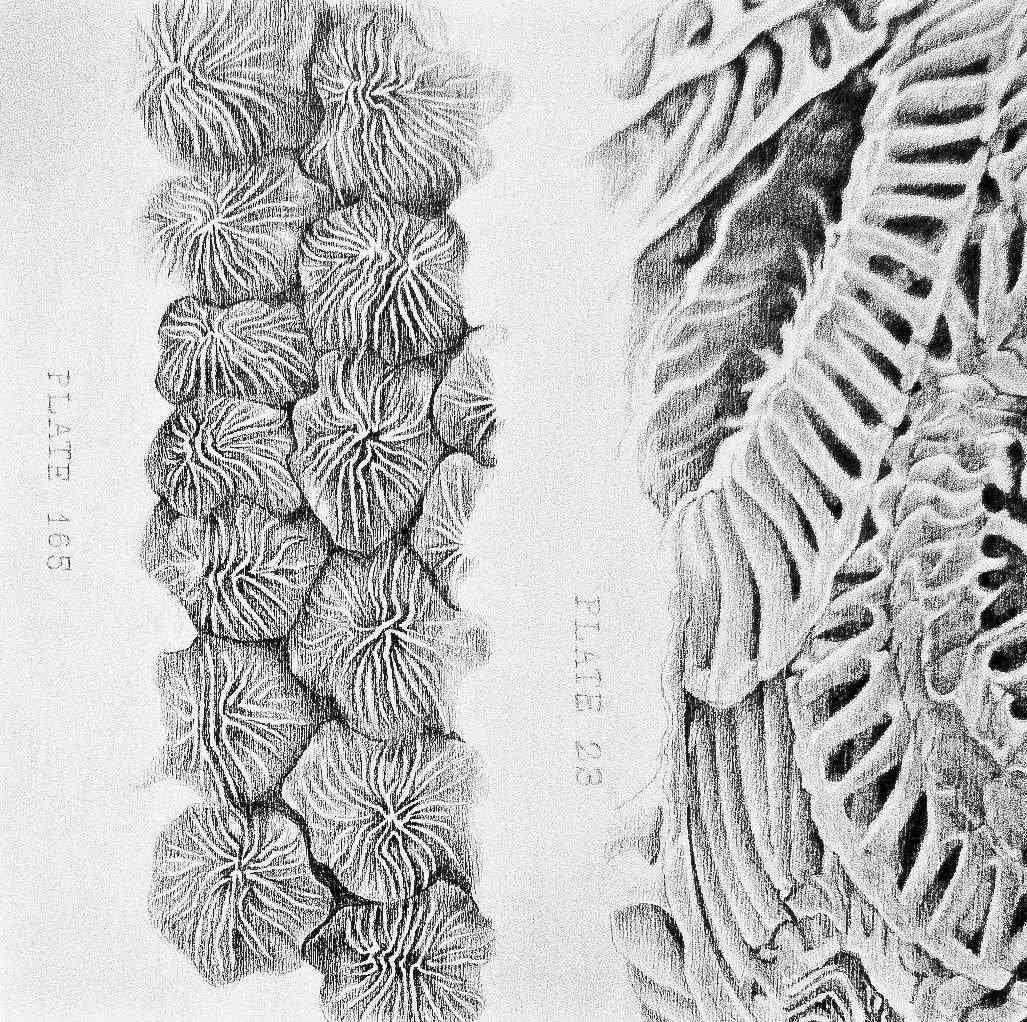 Intercellular-No.2