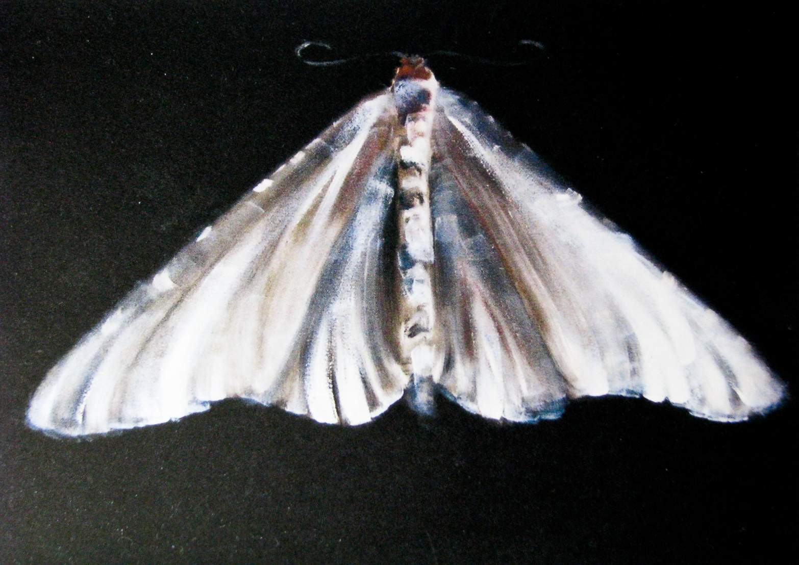 Moth OIl
